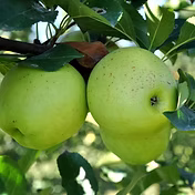 Pollastre al forn amb llimona i farigola