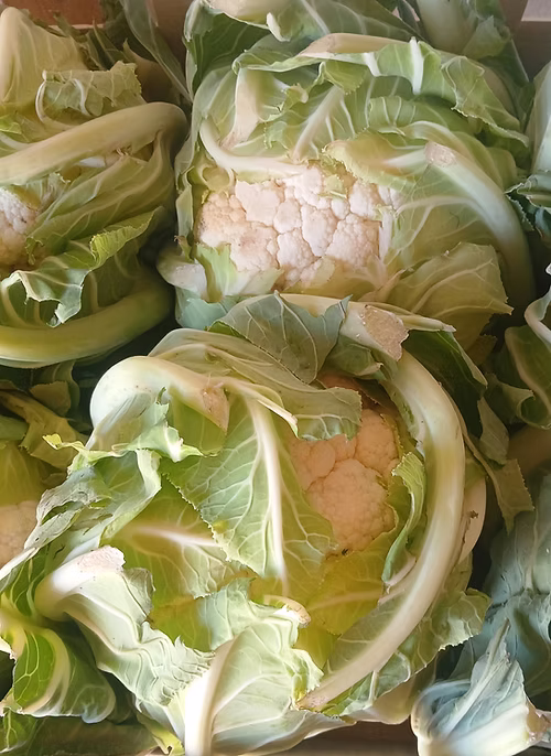 Carxofes amb crema de xerris i alls rostits
